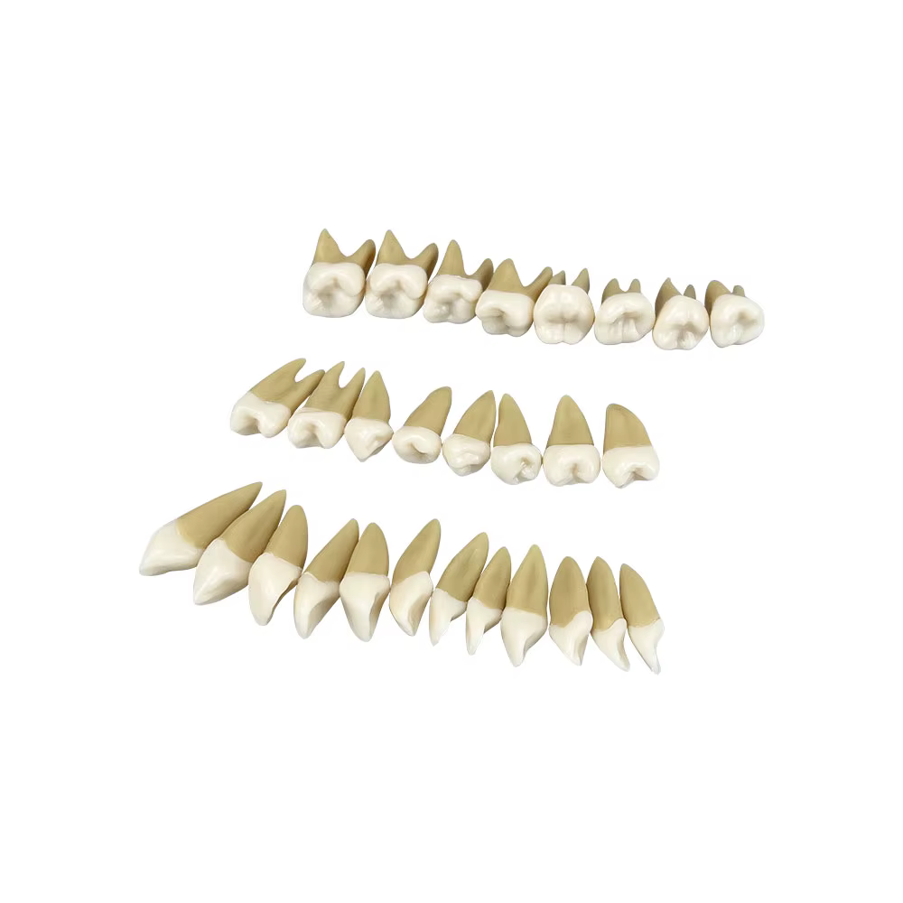 Modèle dentaire Transparent, racine dentaire Visible, modèle Typodont avec dents amovibles, extracti