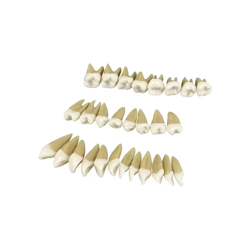 Modèle dentaire, modèle de dents amovibles, mâchoire Typodont, Implant détachable, gomme douce, modè