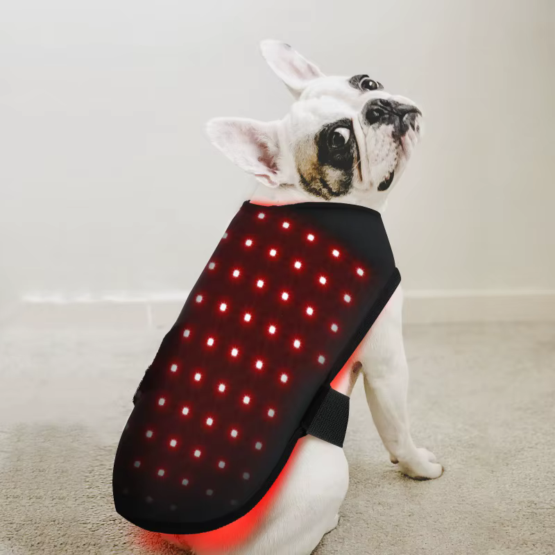 Appareil de physiothérapie à LED à lumière rouge pour animaux de compagnie, soulagement de la douleu