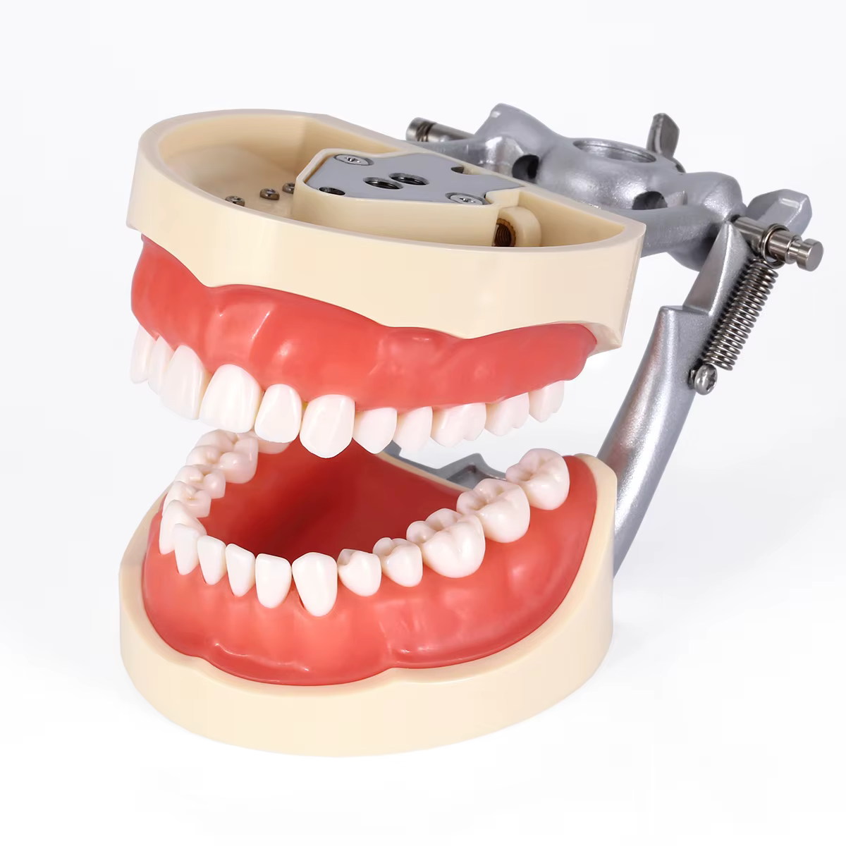 Modèle de typodont dentaire 32 avec dents amovibles, pour technicien dentaire, formation à la pratiq